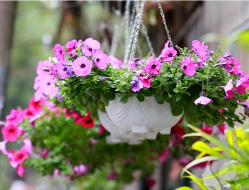 7 loại cây hoa vừa đẹp vừa thơm rất thích hợp trồng ở ban công